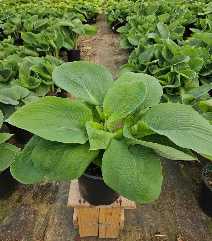 Hosta sieboldiana Elegans