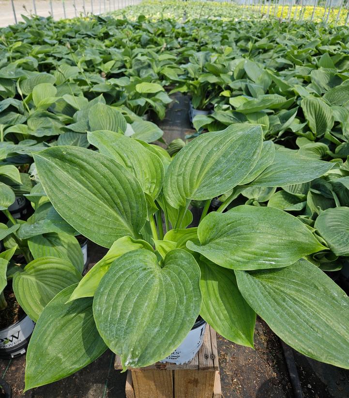 Hosta hybrid Shadowland® Shadowland® Empress Wu