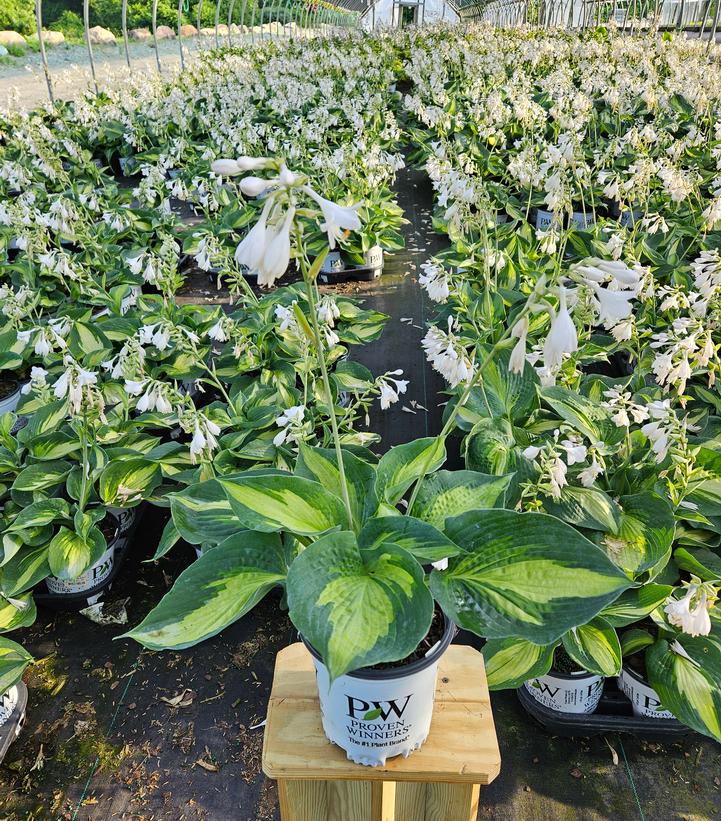 Hosta hybrid Shadowland® Shadowland® Hudson Bay