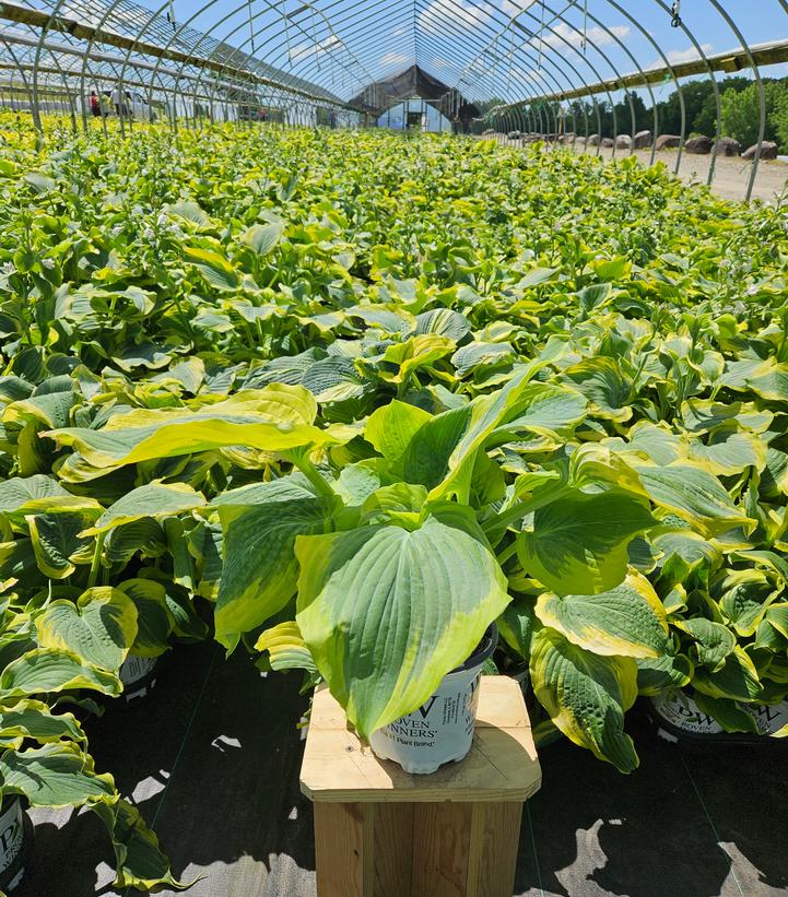 Hosta hybrid Shadowland® Shadowland® Seducer