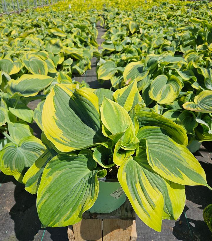 Hosta Earth Angel