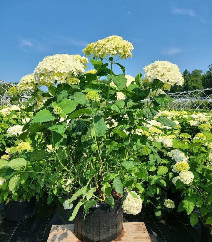 Hydrangea arborescens Invincibelle® Invincibelle Limetta®