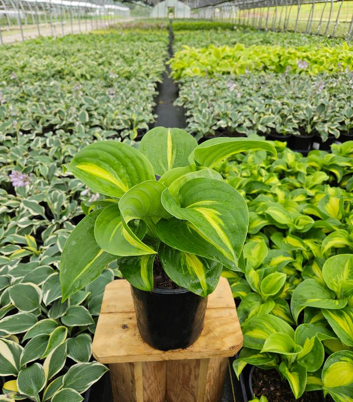 Hosta Enchiladas