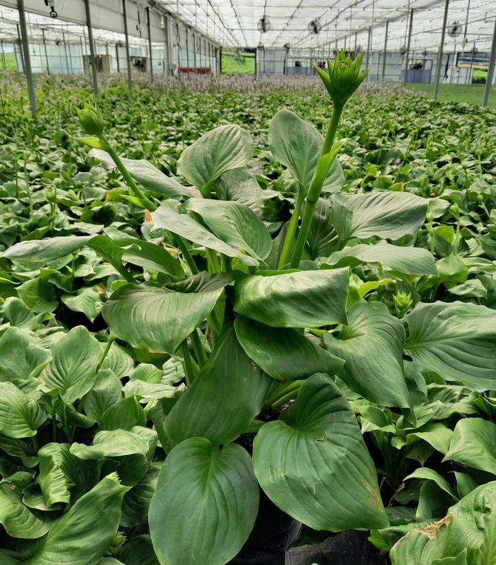 Hosta 'Royal Crest'