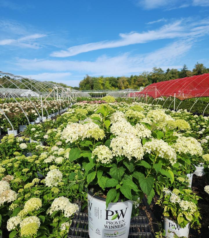 Hydrangea arborescens Invincibelle® Invincibelle Limetta®