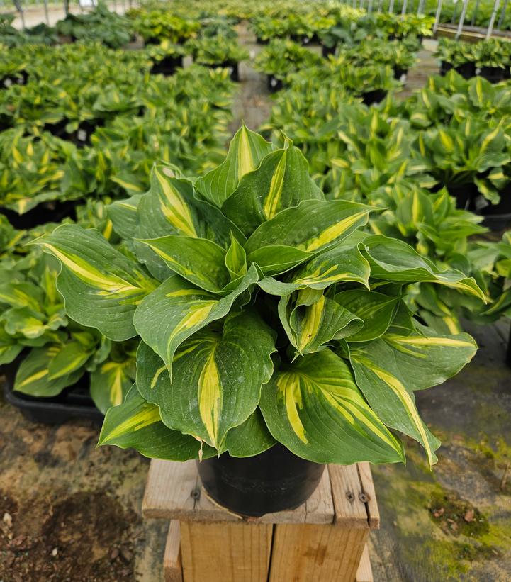 Hosta 'Lakeside Paisley Print'