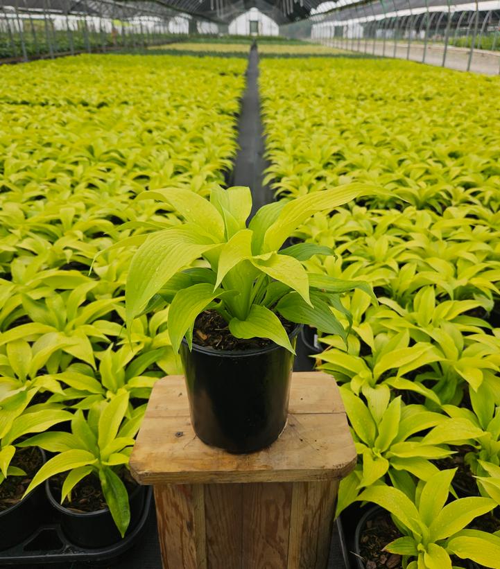 Hosta 'Dancing Queen'