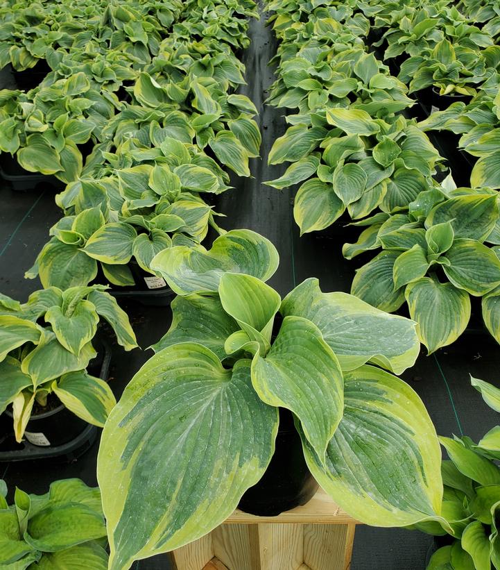 Hosta Earth Angel