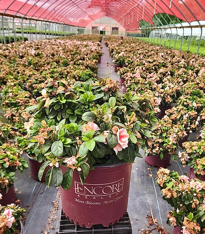 Azalea Encore® Autumn Starburst®