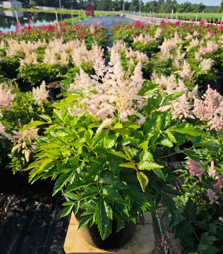 Astilbe Younique Silvery Pink™