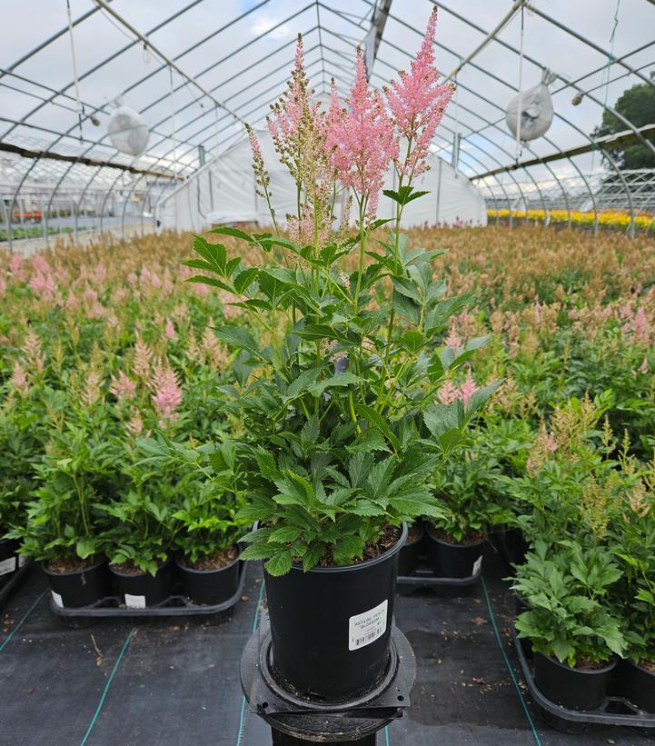 Astilbe Peach Blossom