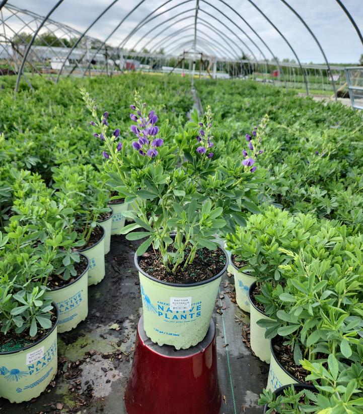 Baptisia australis 