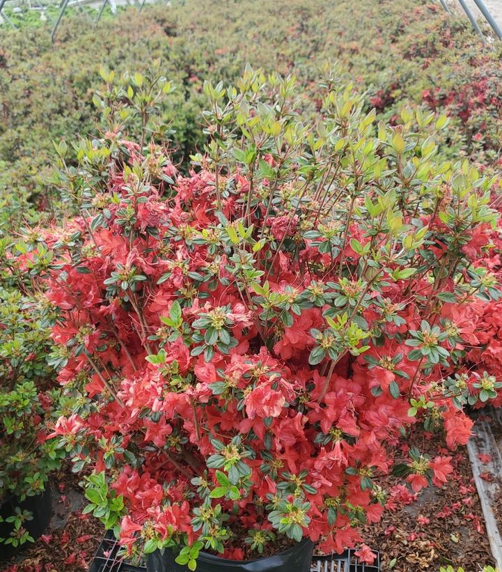 Azalea 'Stewartstonian'