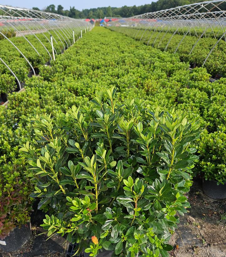 Azalea 'Girards Fuchsia'