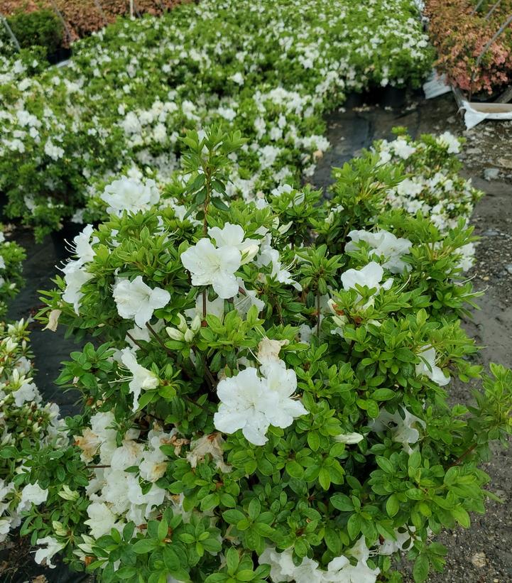 Azalea Girards Pleasant White