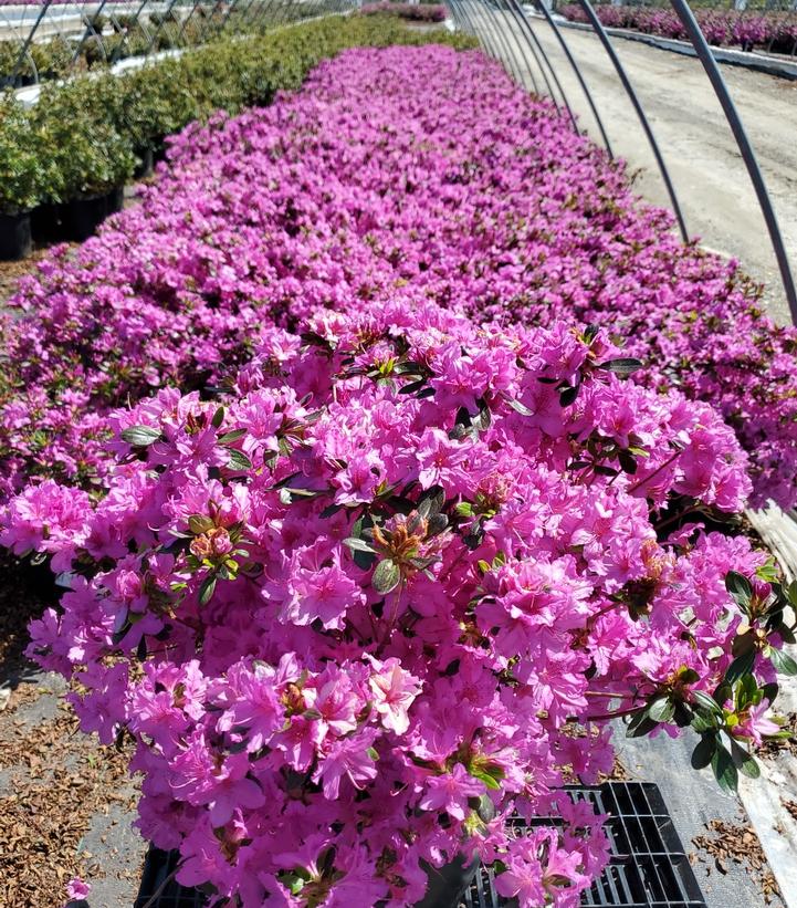 Azalea 'Karen'