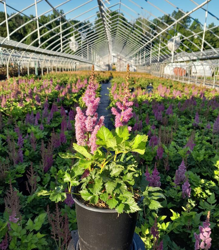 Astilbe chinensis Visions