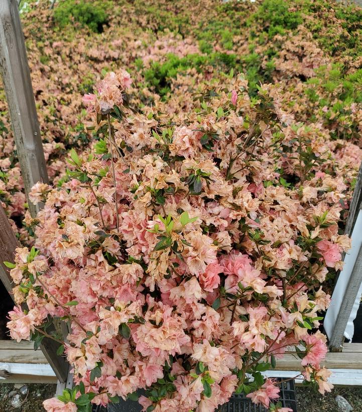 Azalea 'Blaauws Pink'