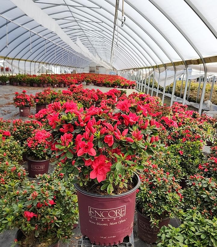 Azalea Encore® Autumn Bonfire®