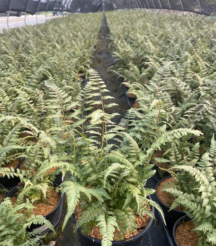 Athyrium nipponicum var. Pictum