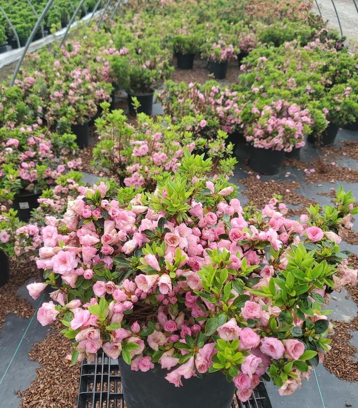 Azalea 'Rosebud'