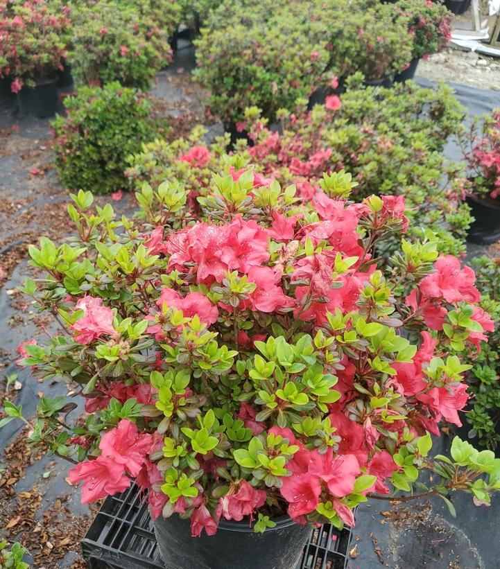 Azalea kaempferi 'Johanna'