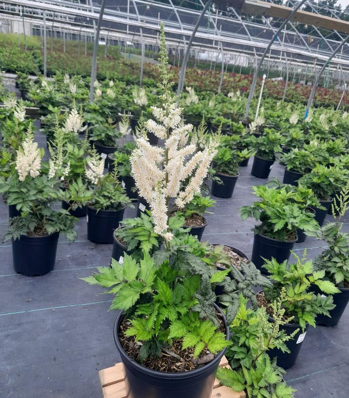 Astilbe chinensis Visions in White