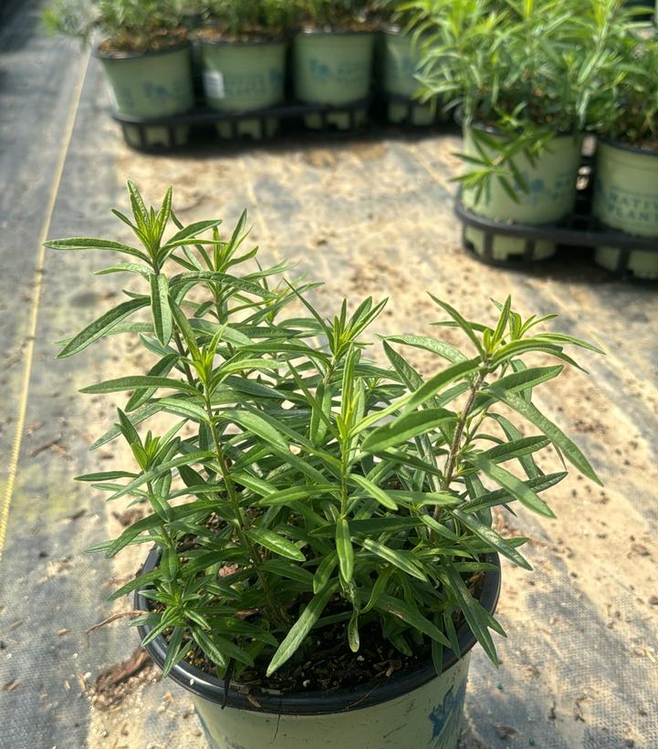 Asclepias tuberosa 