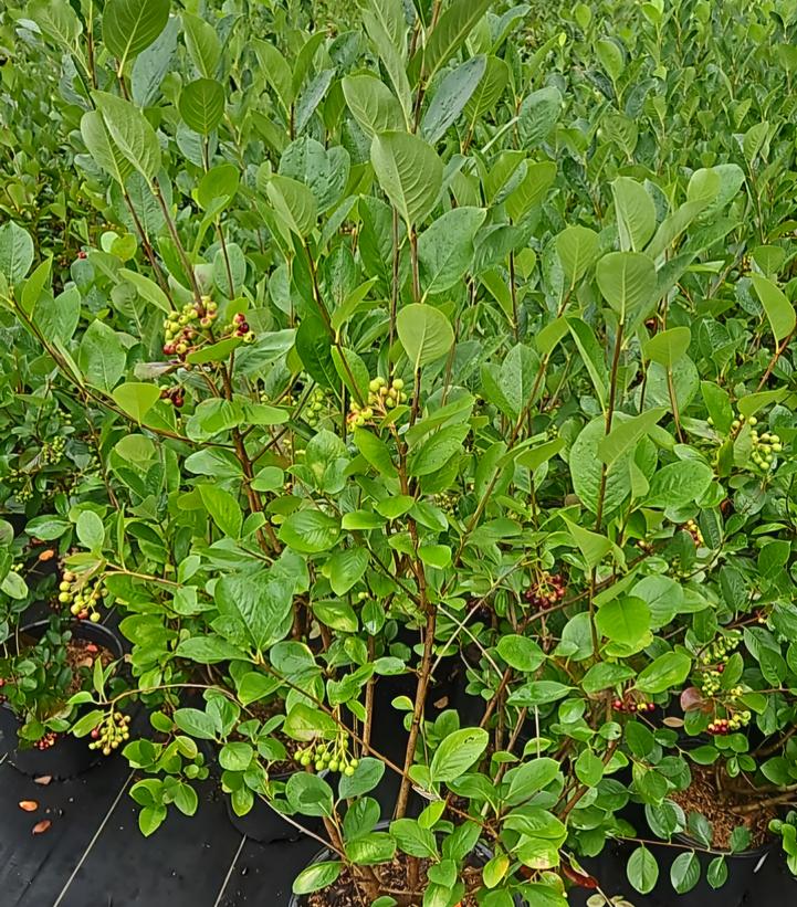 Aronia melanocarpa 'Viking'