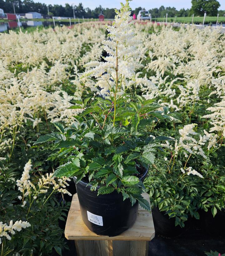 Astilbe arendsii Bridal Veil