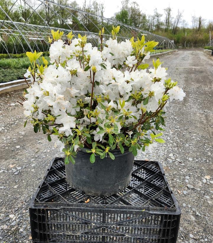 Azalea Delaware Valley White