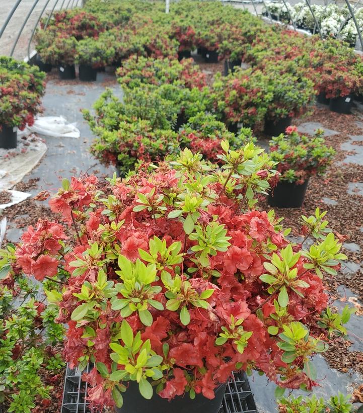 Azalea 'Girards Crimson'