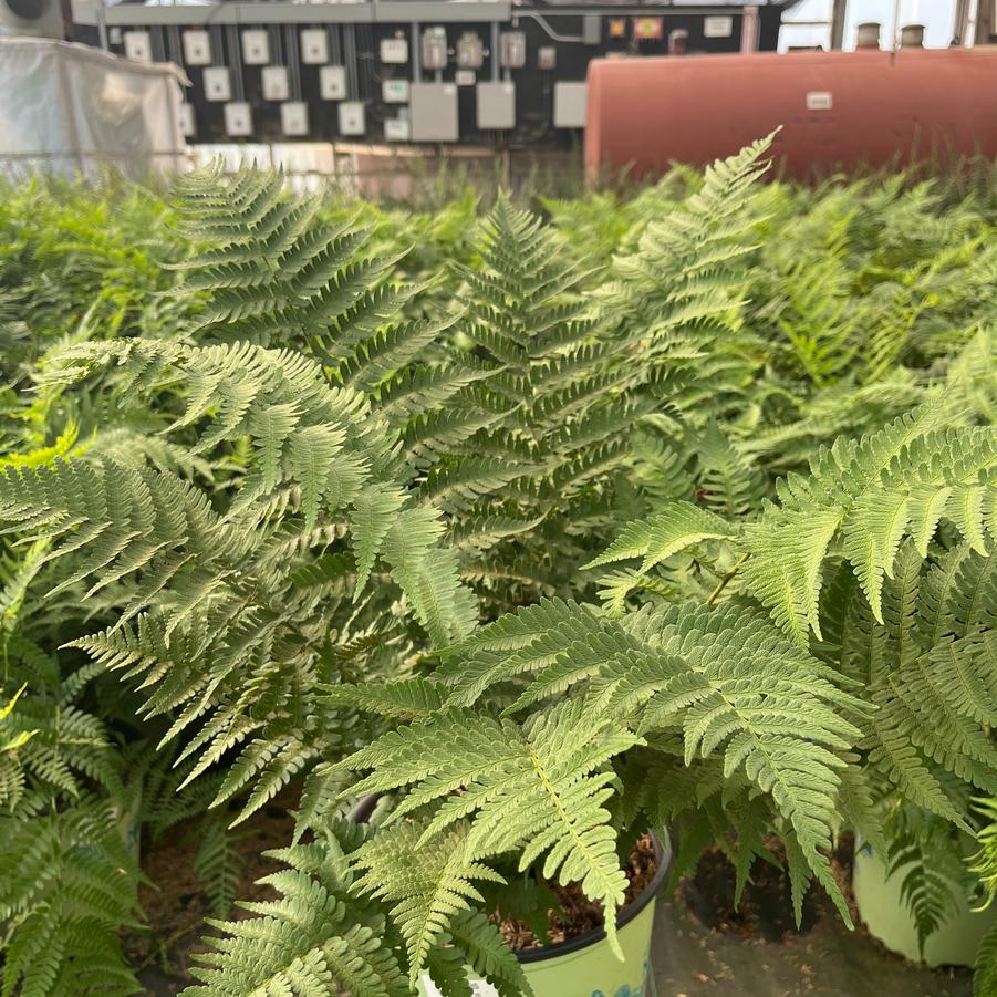 Dryopteris marginalis 