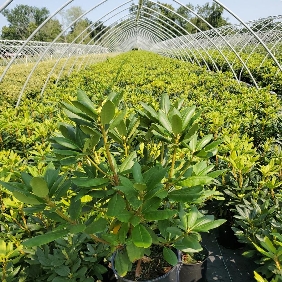 Rhododendron cat. 'English Roseum'