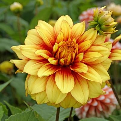 Dahlia 'Dazzling Magic'