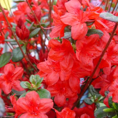 Azalea 'Stewartstonian'