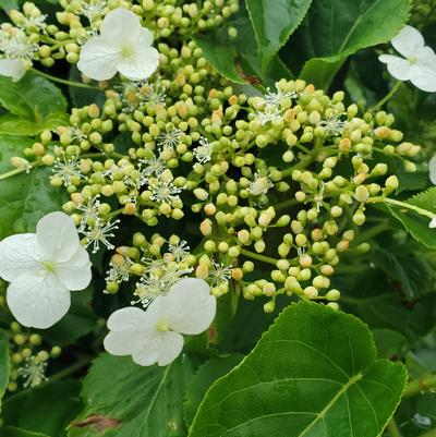 Hydrangea anomala petiolaris