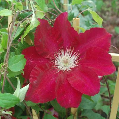 Clematis Rebecca™