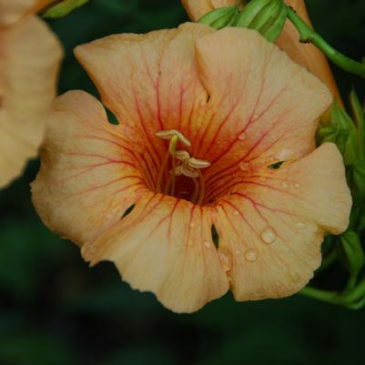 Campsis x tagliabuana Summer Jazz™ Sunrise Gold