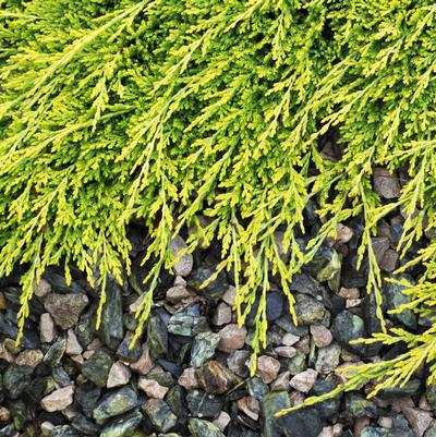 Juniperus horizontalis Golden Carpet