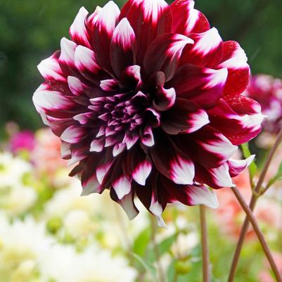 Dahlia 'Contraste'