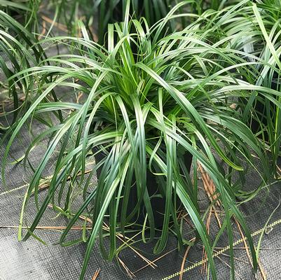 Carex 'Ribbon Falls'