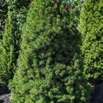 Picea glauca 'Conica'