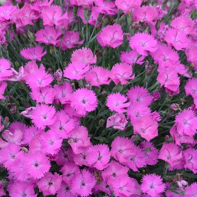 Dianthus hybrid Paint the Town Fuchsia