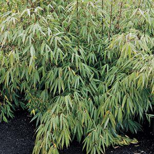 Bamboo fargesia 'Rufa'