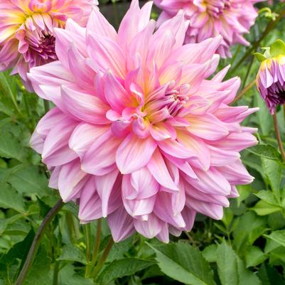 Dahlia 'Strawberry Ice'