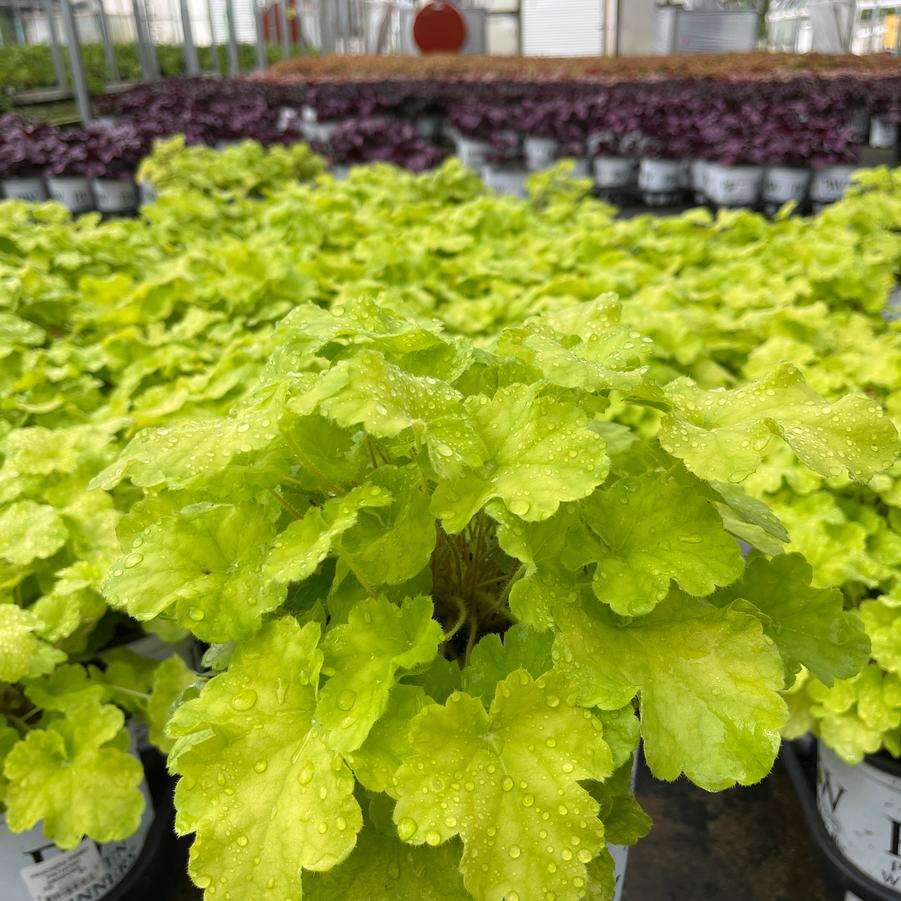 Heuchera Primo® Pistachio Ambrosia