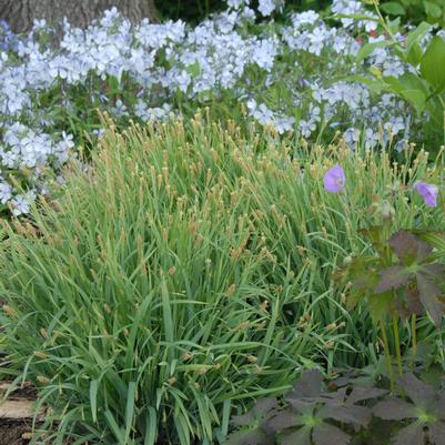 Carex laxiculmus Bunny Blue™ (Hobb)