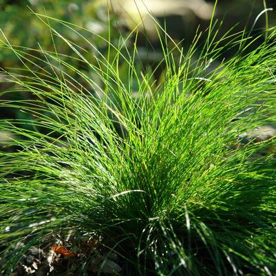 Carex eburnea 