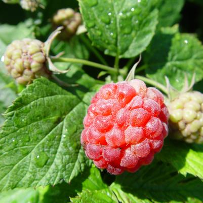 Rubus idaeus Bushel and Berry® Raspberry Shortcake®